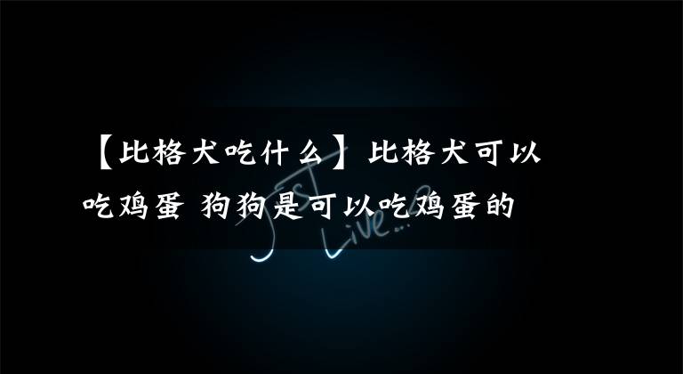 【比格犬吃什么】比格犬可以吃鸡蛋 狗狗是可以吃鸡蛋的