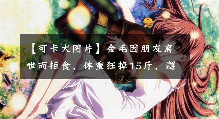 【可卡犬图片】金毛因朋友离世而拒食,体重狂掉15斤,邂逅可卡犬后才打开心防
