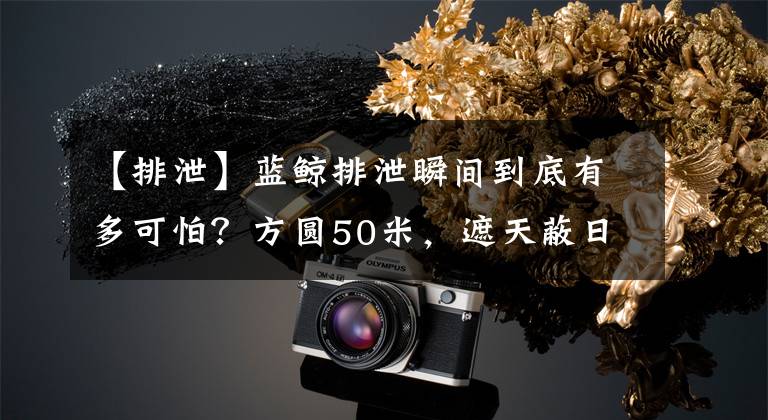 【排泄】蓝鲸排泄瞬间到底有多可怕？方圆50米，遮天蔽日、漫无边际！