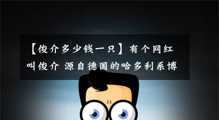 【俊介多少钱一只】有个网红叫俊介 源自德国的哈多利系博美犬