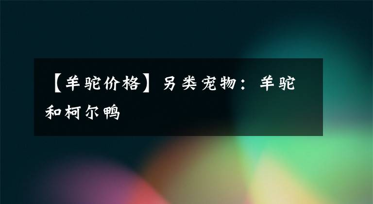 【羊驼价格】另类宠物：羊驼和柯尔鸭