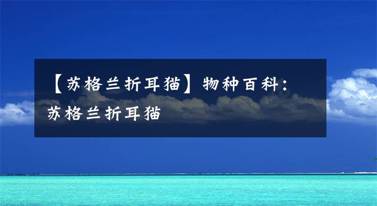 【苏格兰折耳猫】物种百科：苏格兰折耳猫