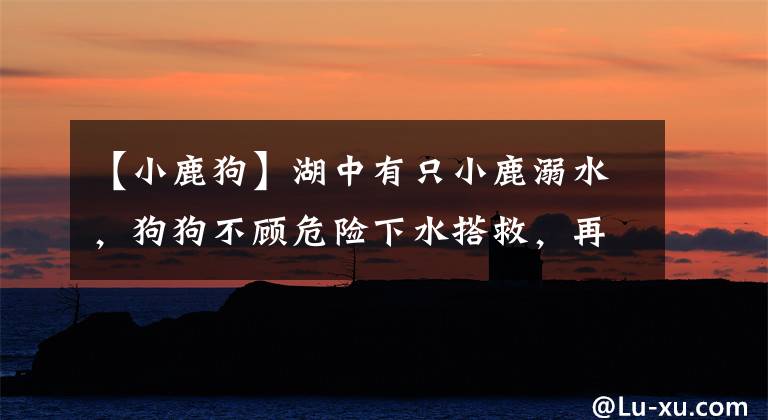 【小鹿狗】湖中有只小鹿溺水,狗狗不顾危险下水搭救,再累也要先推小鹿上岸