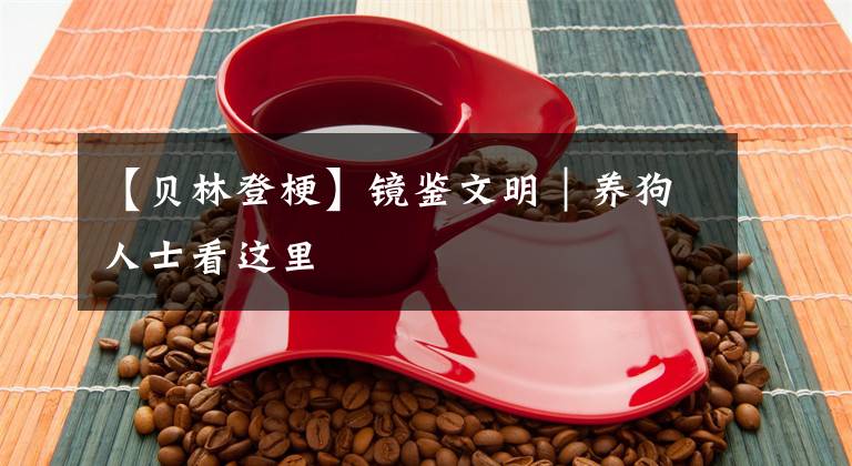 【贝林登梗】镜鉴文明｜养狗人士看这里