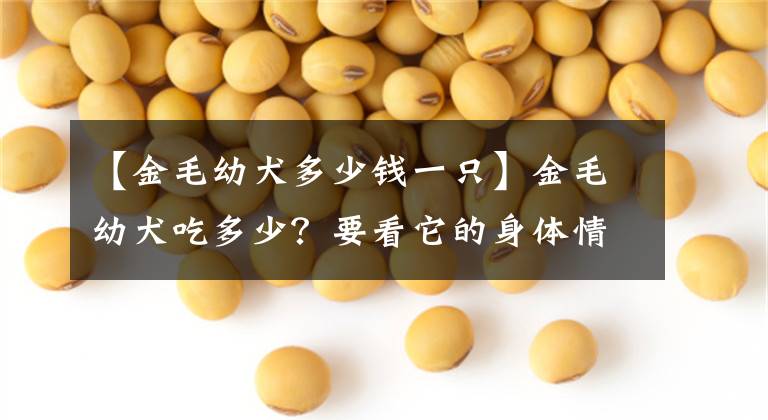 【金毛幼犬多少钱一只】金毛幼犬吃多少？要看它的身体情况，还要获取足够的营养