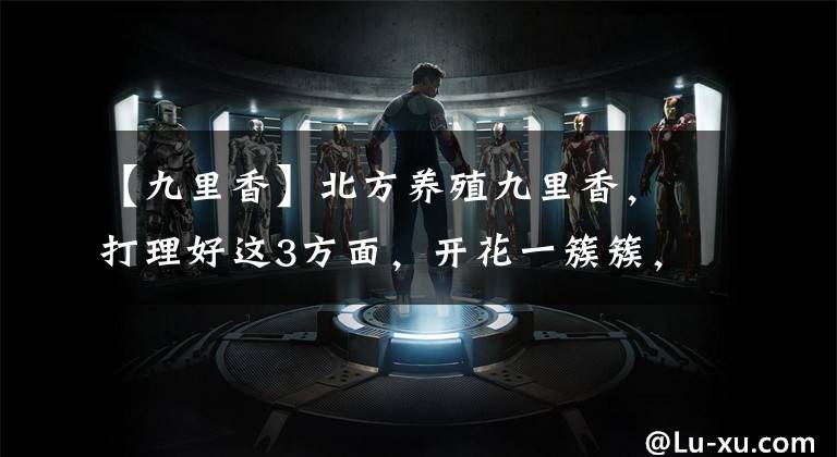 【九里香】北方养殖九里香，打理好这3方面，开花一簇簇，格外好闻