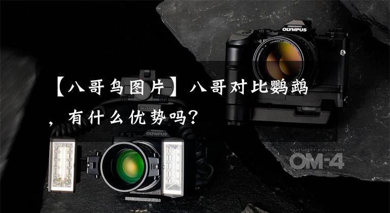【八哥鸟图片】八哥对比鹦鹉，有什么优势吗？