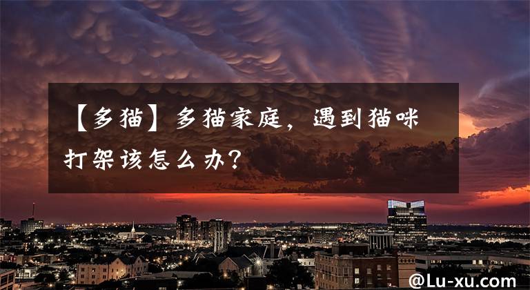 【多猫】多猫家庭，遇到猫咪打架该怎么办？