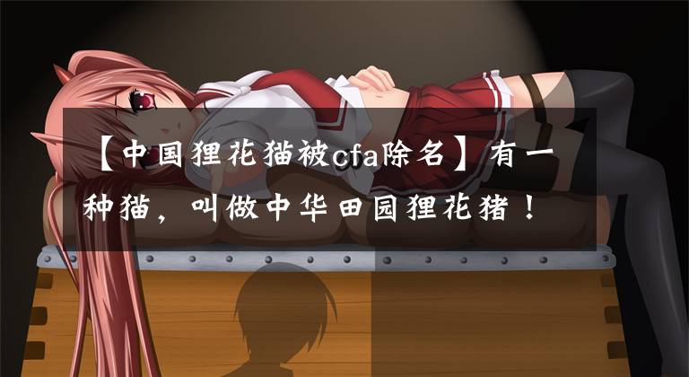 【中国狸花猫被cfa除名】有一种猫,叫做中华田园狸花猪!