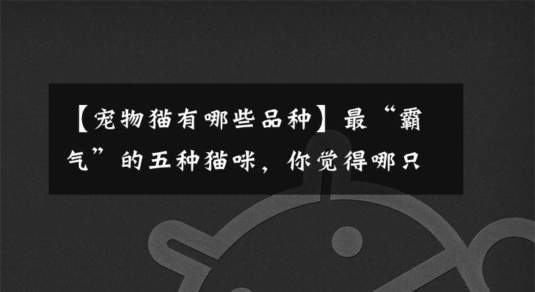 【宠物猫有哪些品种】最“霸气”的五种猫咪，你觉得哪只猫能排第一呢？