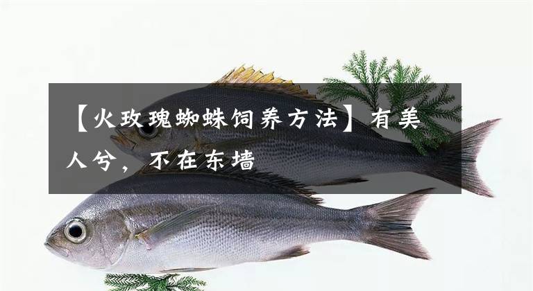 【火玫瑰蜘蛛饲养方法】有美人兮，不在东墙