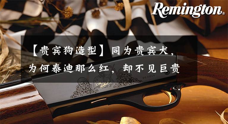 【贵宾狗造型】同为贵宾犬,为何泰迪那么红,却不见巨贵身影?