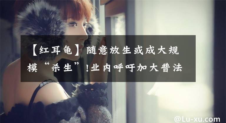 【红耳龟】随意放生或成大规模“杀生”!业内呼吁加大普法力度,提倡科学放生