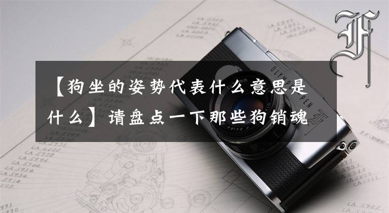 【狗坐的姿势代表什么意思是什么】请盘点一下那些狗销魂的坐姿。网民：说好的不是很精确吗？