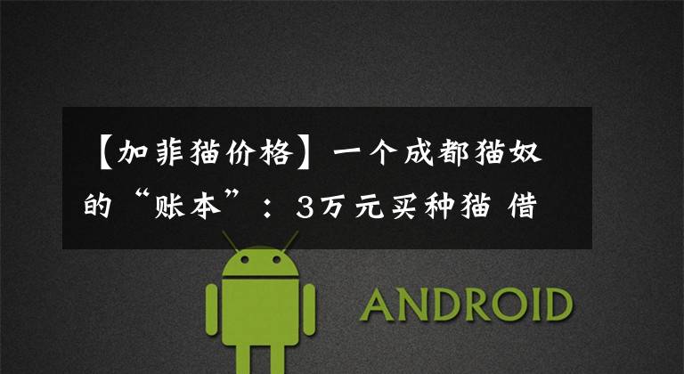 【加菲猫价格】一个成都猫奴的“账本”：3万元买种猫 借种就收回成本