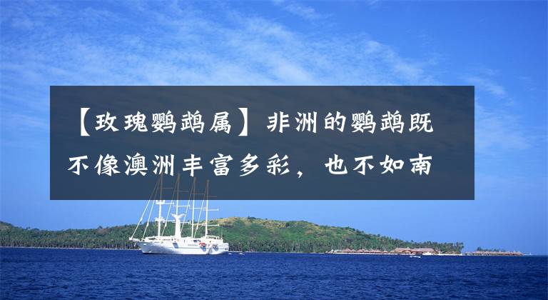 【玫瑰鹦鹉属】非洲的鹦鹉既不像澳洲丰富多彩，也不如南美独特壮观