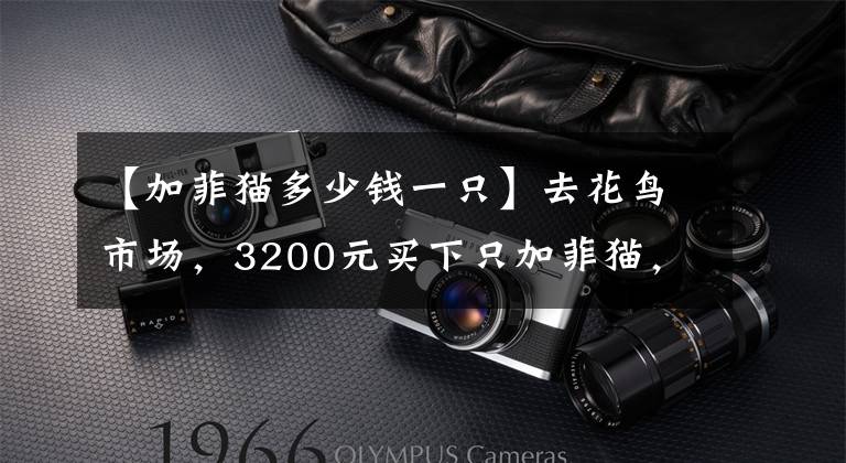 【加菲猫多少钱一只】去花鸟市场，3200元买下只加菲猫，喂养六个月后，噩梦就开始了！