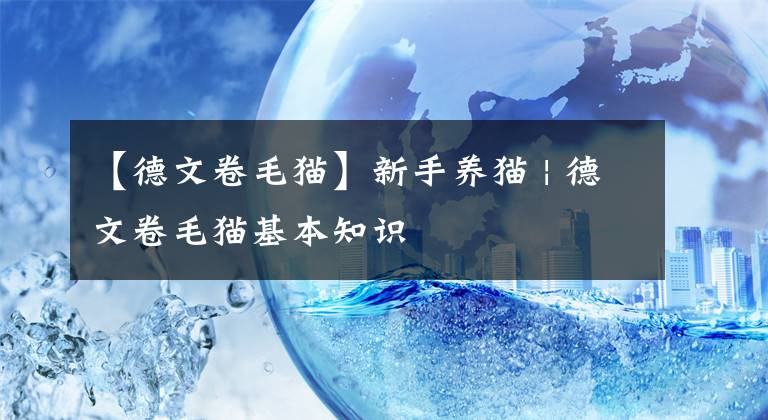 【德文卷毛猫】新手养猫 | 德文卷毛猫基本知识