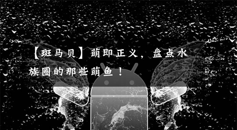 【斑马贝】萌即正义，盘点水族圈的那些萌鱼！