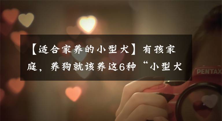 【适合家养的小型犬】有孩家庭，养狗就该养这6种“小型犬”