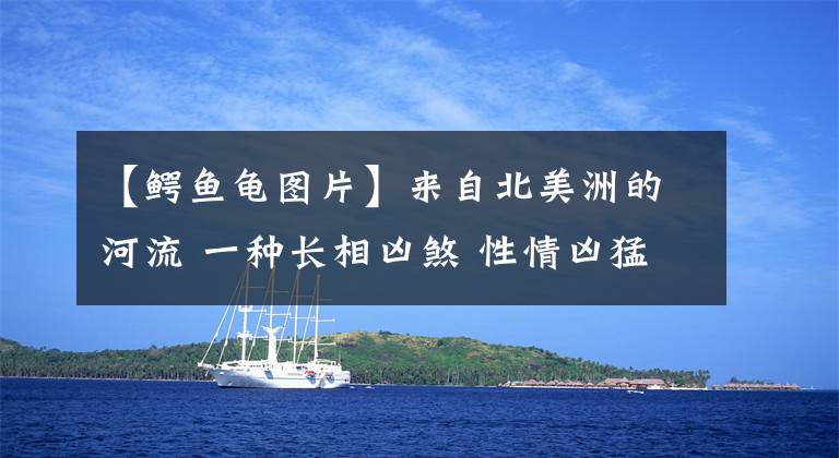 【鳄鱼龟图片】来自北美洲的河流 一种长相凶煞 性情凶猛的“杀手”真鳄龟