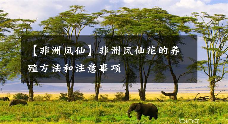 【非洲凤仙】非洲凤仙花的养殖方法和注意事项