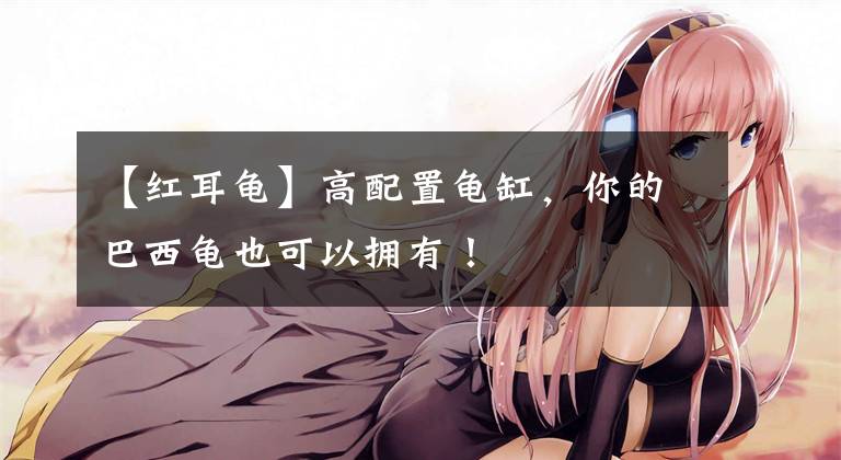 【红耳龟】高配置龟缸,你的巴西龟也可以拥有!