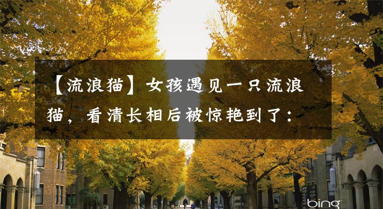 【流浪猫】女孩遇见一只流浪猫,看清长相后被惊艳到了:真是落难“公主”呀