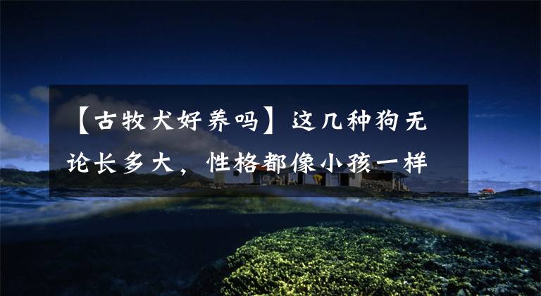 【古牧犬好养吗】这几种狗无论长多大,性格都像小孩一样