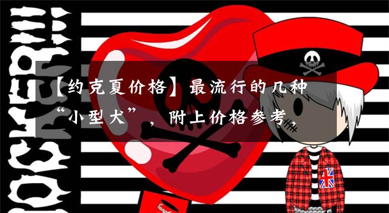 【约克夏价格】最流行的几种“小型犬”，附上价格参考，千万别买贵了