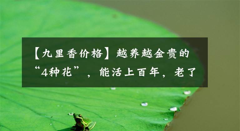 【九里香价格】越养越金贵的“4种花”，能活上百年，老了就是“传家宝”