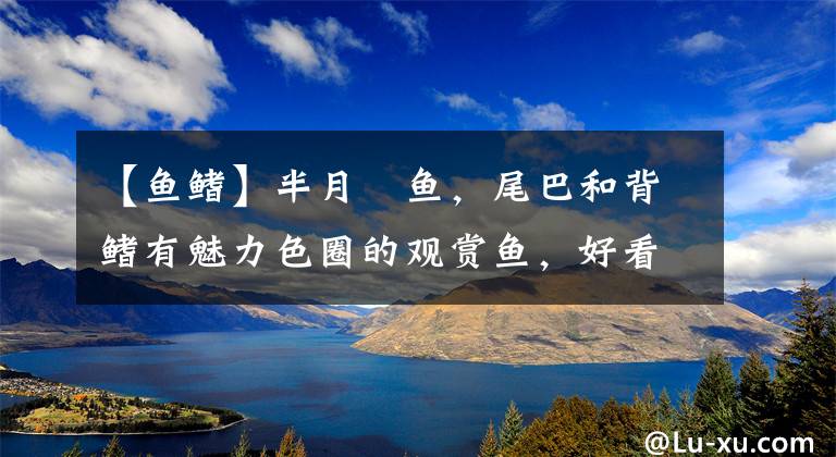 【鱼鳍】半月鳉鱼,尾巴和背鳍有魅力色圈的观赏鱼,好看