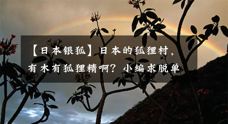【日本银狐】日本的狐狸村,有木有狐狸精啊?小编求脱单啊