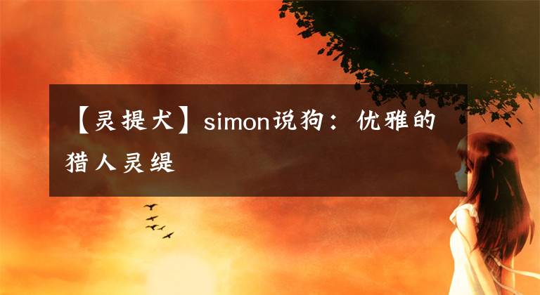 【灵提犬】simon说狗：优雅的猎人灵缇
