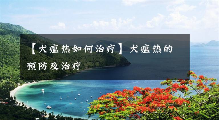 【犬瘟热如何治疗】犬瘟热的预防及治疗