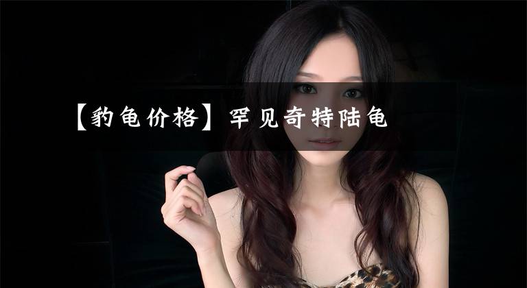 【豹龟价格】罕见奇特陆龟