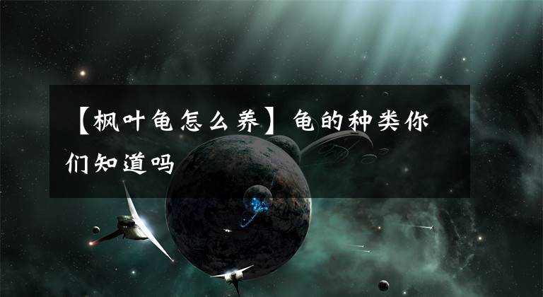 【枫叶龟怎么养】龟的种类你们知道吗