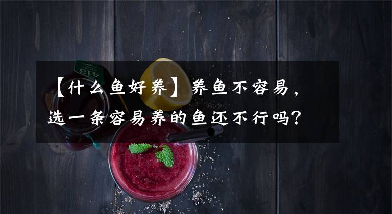 【什么鱼好养】养鱼不容易，选一条容易养的鱼还不行吗？