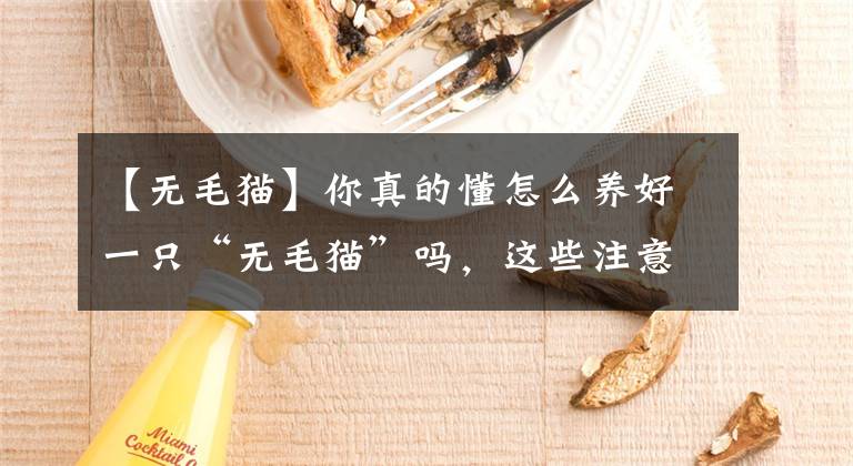 【无毛猫】你真的懂怎么养好一只“无毛猫”吗，这些注意事项一定要牢记