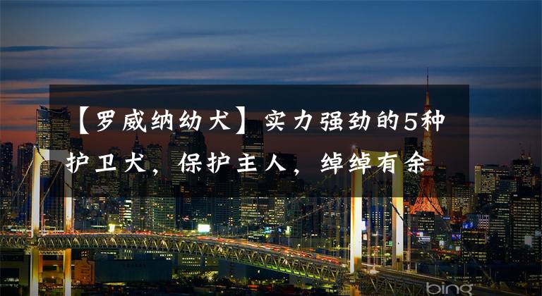 【罗威纳幼犬】实力强劲的5种护卫犬，保护主人，绰绰有余