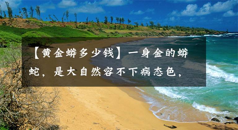 【黄金蟒多少钱】一身金的蟒蛇，是大自然容不下病态色，却因符合人类审美得到重生