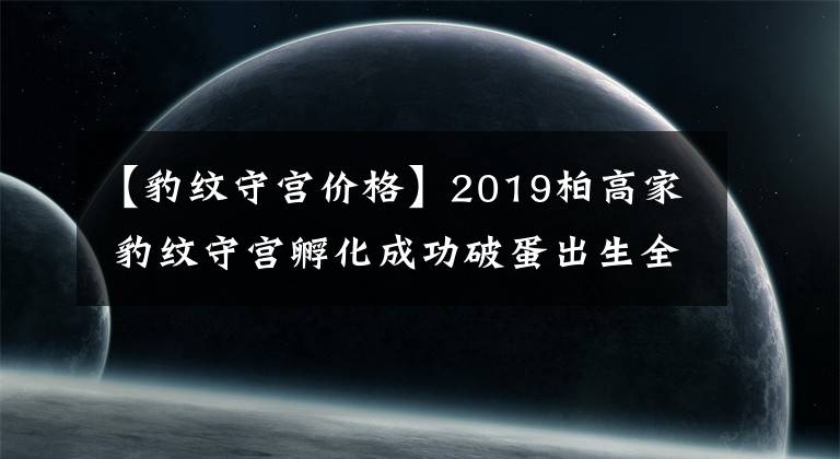 【豹纹守宫价格】2019柏高家 豹纹守宫孵化成功破蛋出生全记录