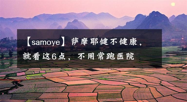 【samoye】萨摩耶健不健康，就看这6点，不用常跑医院