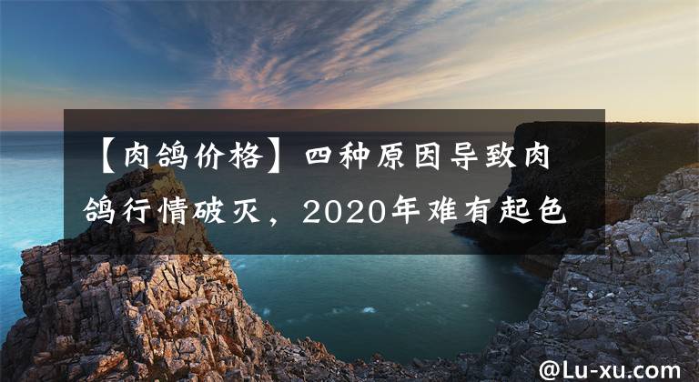 【肉鸽价格】四种原因导致肉鸽行情破灭,2020年难有起色