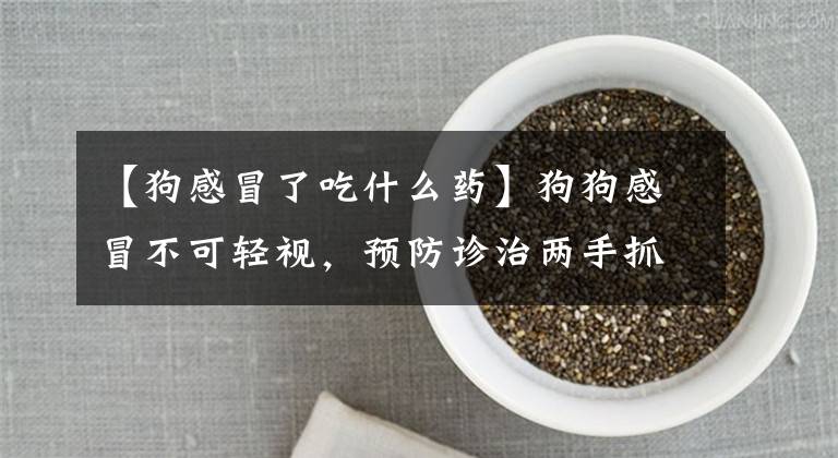 【狗感冒了吃什么药】狗狗感冒不可轻视，预防诊治两手抓，铲屎官们注意啦