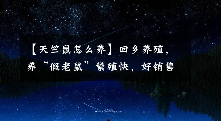 【天竺鼠怎么养】回乡养殖,养“假老鼠”繁殖快,好销售,年收入40万,还能养吗?