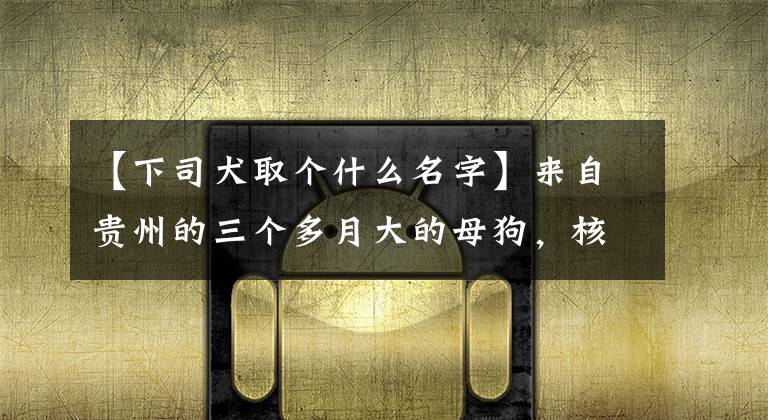【下司犬取个什么名字】来自贵州的三个多月大的母狗,核桃虎脑,长得太急。