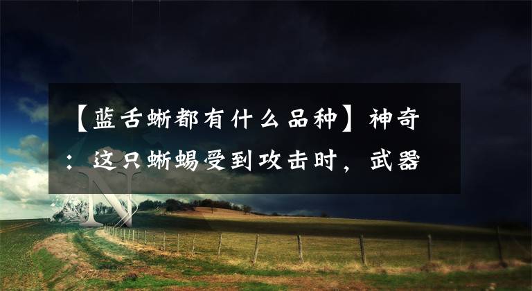 【蓝舌蜥都有什么品种】神奇:这只蜥蜴受到攻击时,武器是蓝色的舌头