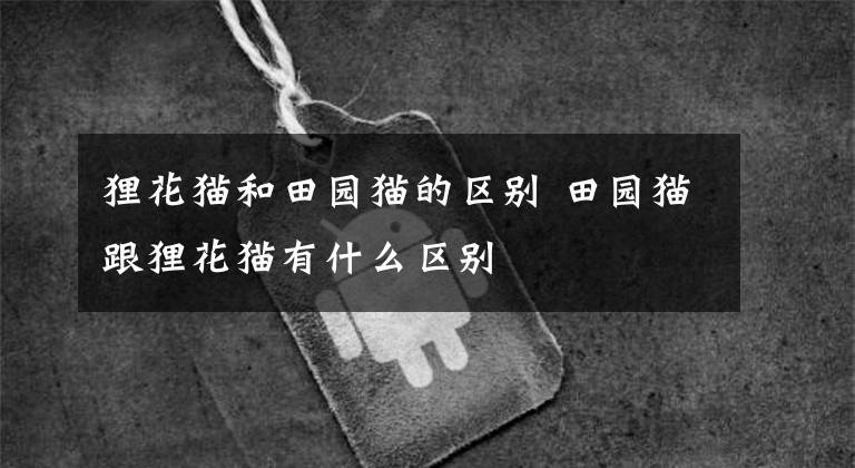 狸花猫和田园猫的区别 田园猫跟狸花猫有什么区别