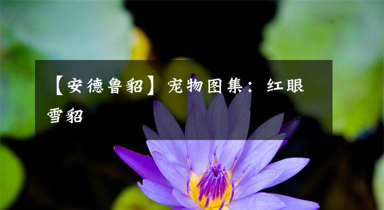 【安德鲁貂】宠物图集：红眼雪貂